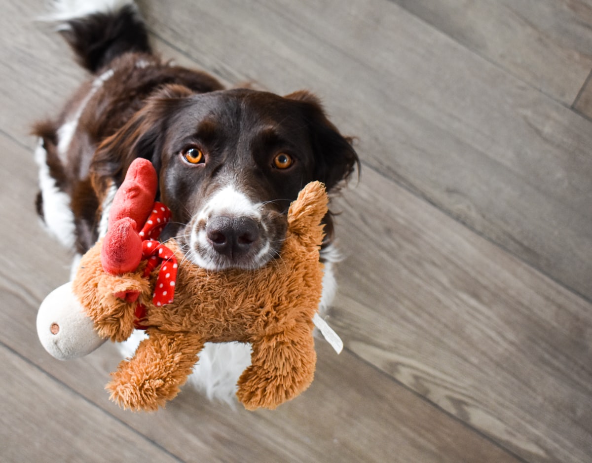Kedi & Köpek Mama Kabı Çelik İkili