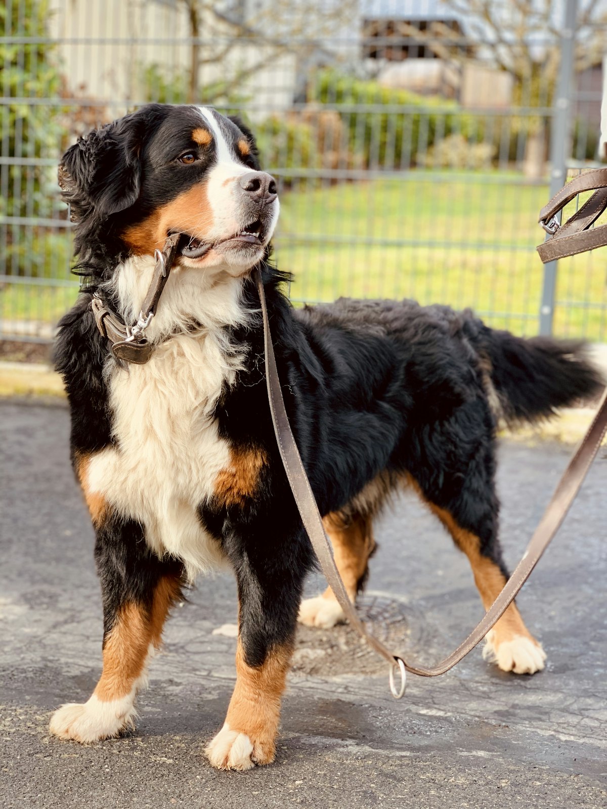 Ayarlanabilir Köpek Boyun Tasması